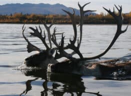 Caribou herds in Arctic Alaska tundra areas are on opposite trends Featured Image